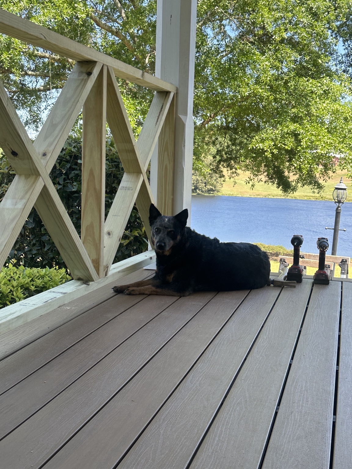 Mik-Mik, the blue heeler Sheepdog Construction was named for, standing above a retaining wall beside an active deck project